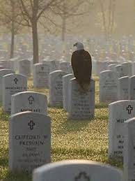 American Eagle At Arlington National Cemetery Military Photo Eagles
