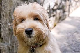 We did not find results for: Australian Labradoodles In Pennsylvania Home Facebook