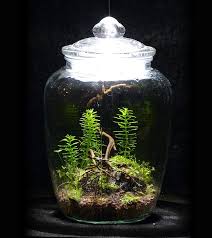 Die Lichtung Am Fichtengrund Flaschengarten Terrarium Pflanzen Pflanzen