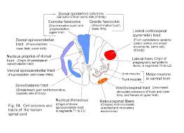 Spinal Cord Ascending And Descending Tracts Cranial Nerves