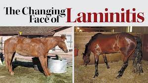 Some diseases provide easier answers than others. Laminitis In Horses Management Treatment And Canadian Studies
