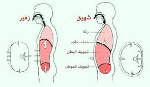 ما هو التنفس وأنواعه وآلية التنفس عند الإنسان fictional characters character