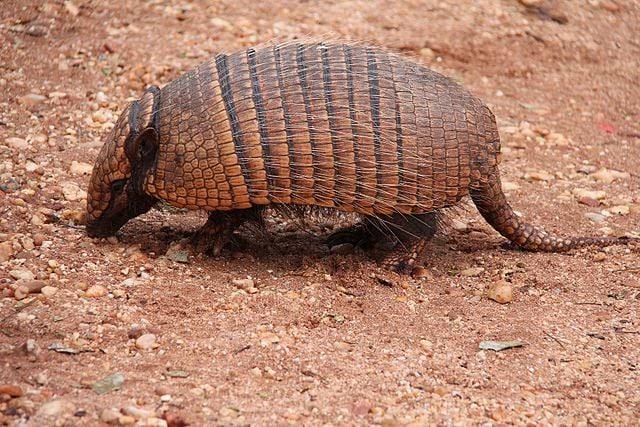 Idema divulga lista de 31 mam&iacute;feros amea&ccedil;ados ou extintos no RN