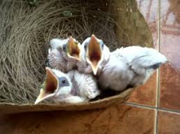 Image result for jalak bali