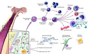 We did not find results for: Cell Differentiation Process And Steps Specification Determination