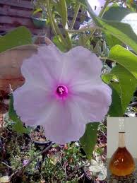 Image result for Ipomoea carnea