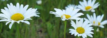 Obituary for Ramza Saud Kassees