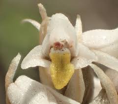 Image result for Zeuxine