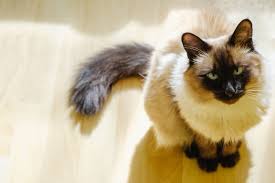 Check spelling or type a new query. Hypoallergenic Cat Breeds Cats You Won T Be Allergic To