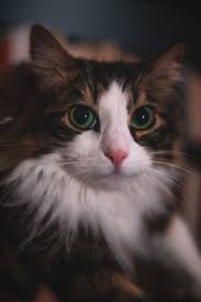 Black And White Cat With Brown Eyes This Is Very Rare Case Of Cat With Black And Green Color Eyes Brown Fur And White Yellow Follow Us In 2020 White Tabby Cat Kitten Images Cats