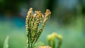 Image result for Eleusine coracana