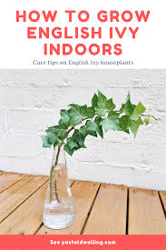English Ivy Plant Care Tips Hedera Helix English Ivy Plant Ivy Plant Indoor Ivy Plants