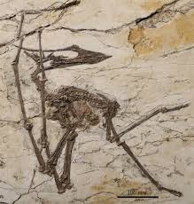 Image result for Sinopteridaceae