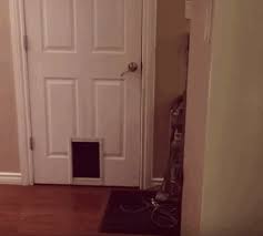 22 Times Cats Made No Sense Cat Door Funny Cats Cats