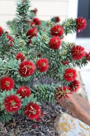 Other common names bottlebrush 'little john'. Callistemon Little John Plants Whitsunday