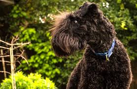 Kerry blue terrier puppies for sale ireland. Kerry Blue Terrier Description Energy Level Health Interesting Facts