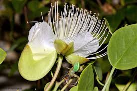 Image result for Capparis cartilaginea