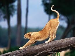 fun with words friday pandiculation cat stretching animal yoga animals