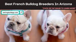 Puppies will get clearance by a licensed vet before leaving to their new homes. Best French Bulldog Breeders In Arizona 2021 Smiling Bulldogs