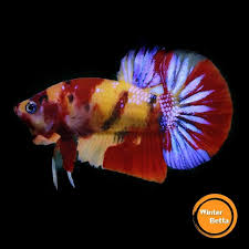 Pin By Chee Chang On Betta Fish The Live Art 2018 Siamese Fighting Fish Betta Fish Betta