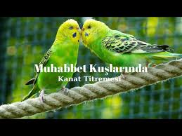 Muhabbet Kuslarinda Kanat Titremesi Neden Olur Youtube