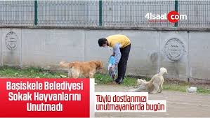 Basiskele Belediyesi Besin Kaynagi Bulmakta Zorluk Ceken Sokak Hayvanlarina Mama Dagitti In 2020 Animals Dogs