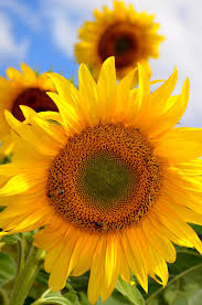 Australia is one of the largest countries on earth in terms of land area. Images Of The Summer Garden Fair Harvest Permaculture Margaret River Australia