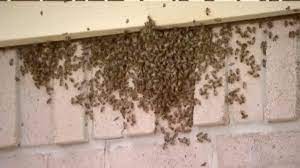 Two were alive, but very lethargic, and one appeared dead. Colony Of Over 15 000 Aggressive And Dangerous Bees Takes Over Family S Home Abc News