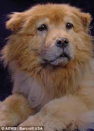 And in recent years, it has become a popular choice with a growing number of pet owners. Eternally Yours The Freeze Dried Pets That Loving Pet Owners Can T Bear To Bury Or Have Cremated Daily Mail Online