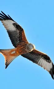 Nature Blogger I Love Mother Nature Pet Birds Red Kite Birds Of Prey