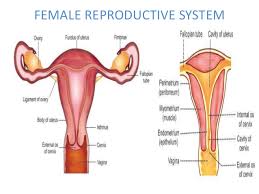 In general, the bones of the male pelvis are thicker and heavier, adapted for support of the male's heavier physical build and stronger muscles. Male Female Reproductive System