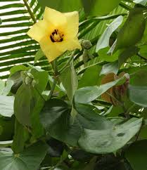 Image result for Hibiscus tiliaceus