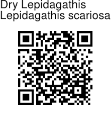 Image result for Lepidagathis scariosa