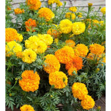 Yang saya punya ini warnanya oranye dan kuning. 10 Benih Bibit Marigold French Petite Mix Import Bunga Tahi Ayam Shopee Indonesia