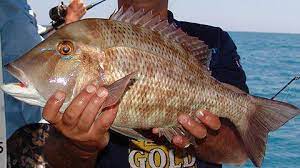 أنواع سمك الشعور الشعرى وأماكنه صيد الأسماك للمحترفين facebook