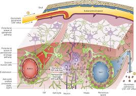 Check spelling or type a new query. Brain S Drain Nature Biotechnology