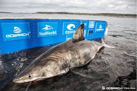 Woman badly injured in apparent nova scotia shark attack. Huge Great White Sharks Lurking Off Ny And Cape Cod Coasts