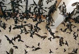 Karena bagaimanapun sesungguhnya burung walet merupakan hewan yang terbiasa hidup di alam bebas, perlu pembiasan. 7 Panduan Lengkap Cara Budidaya Walet Rumahan Bagi Pemula Agar Sukses Faunadanflora Com