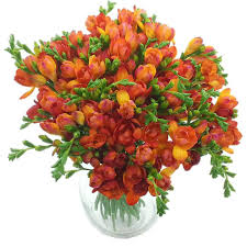 Next day delivery flowers edinburgh. Red Meadows Freesia Bouquet Edinburgh Flower Shop