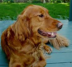 Beautiful Red Head Golden Retriever Golden Retriever Red Dogs Golden Retriever