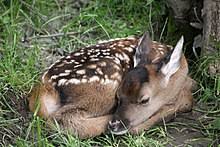 Rehe führen im winter eine winterruhe durch. Reh Wikipedia