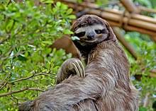 Indifference, negligence, and sloth have no place in the classroom. Sloth Wikipedia