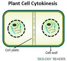 Maybe you would like to learn more about one of these? Difference Between Plant And Animal Cytokinesis With Comparison Chart Biology Reader