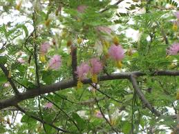Image result for Alantsilodendron pilosum
