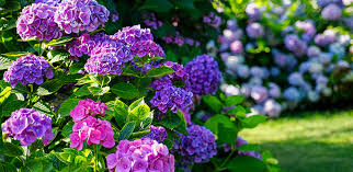 Jun 20, 2021 · a typical homeowners insurance policy excludes coverage for the broken pipe itself but will pay for the resulting accidental water damage. Low Country And Hilton Head Dream Gardens