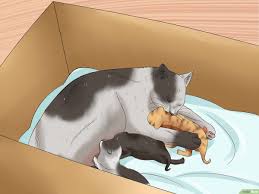 Bunyi gemerecek akibat memeknya yang basah makin keras. Cara Memindahkan Anak Anak Kucing Yang Baru Lahir 8 Langkah