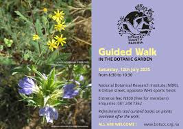 Image result for Blepharis obmitrata