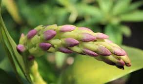 Image result for Dierama densiflorum