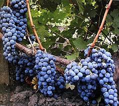 E c#m f#m anggur baru tercurah penuhi umatnya d b dengan sukacita haaaaa. Malbec Pelbagai Anggur Untuk Pengeluaran Wain Keterangan Foto Penyakit Dan Perosak Berkebun