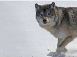 Isle Royale S Last Native Male Wolf Among 2 Killed By New Wolves Northern Michigan Grand Portage Isle Royale